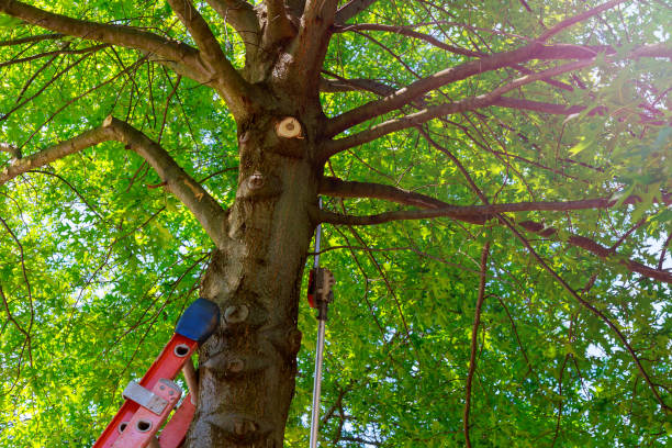 Tree Branch Trimming in Waterloo, IL